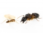 Preview: Camponotus pseudoirritans